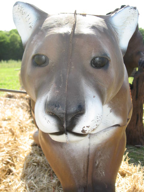 McKenzie Mountain Lion